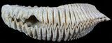 Cretaceous Fossil Oyster (Rastellum) - Madagascar #49868-1
